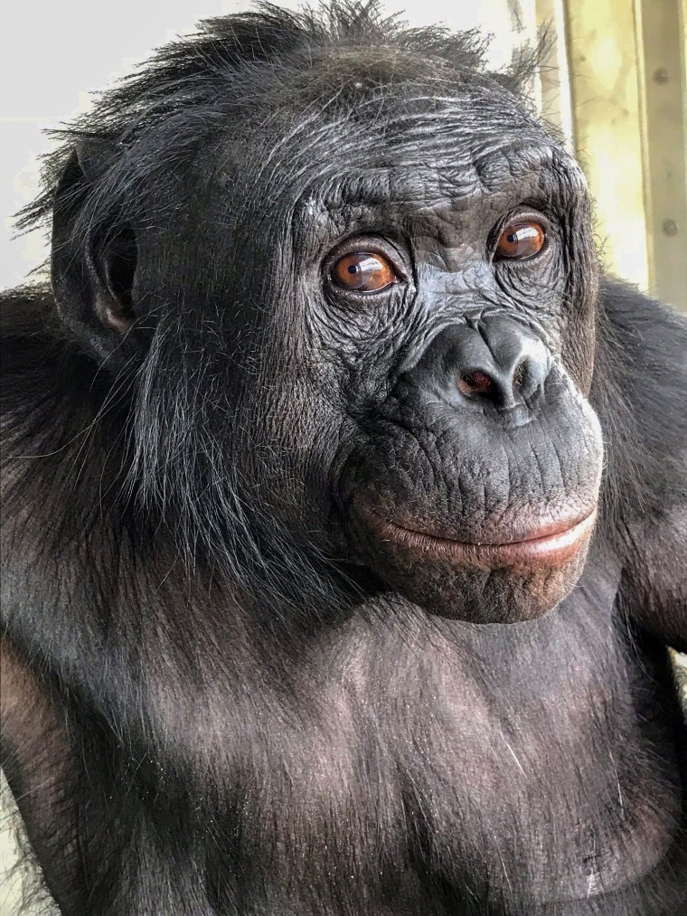 Kanzi, a 43-year-old bonobo living at Ape Initiative.