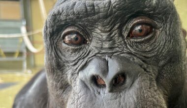 Bonobos can imagine and pretend, study finds by staging a tea party