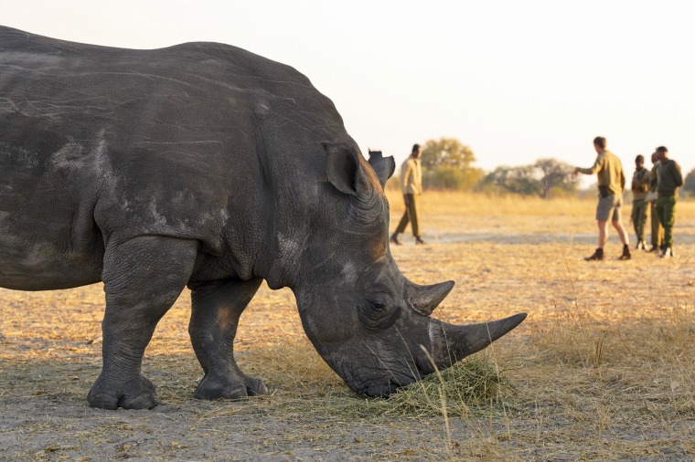 A rhinoceros grazes as five men stand in the background in soft focus.