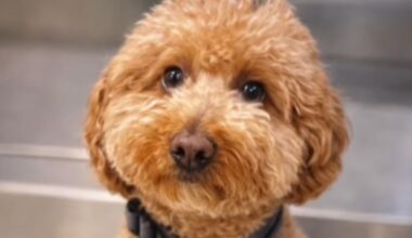 Woman arrested and accused of abandoning puppy at Vegas airport ticket counter