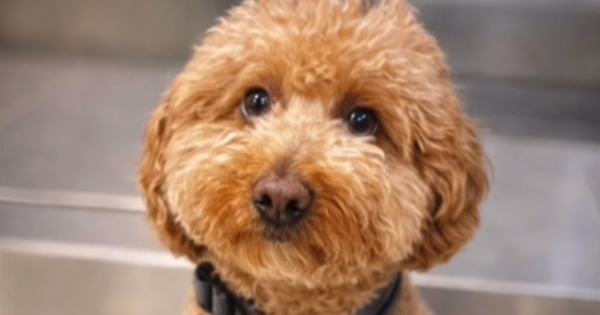 Woman arrested and accused of abandoning puppy at Vegas airport ticket counter