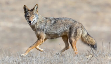 Long-Awaited Update on Coyote Who Swam From San Francisco to Alcatraz Is a Massive Relief
