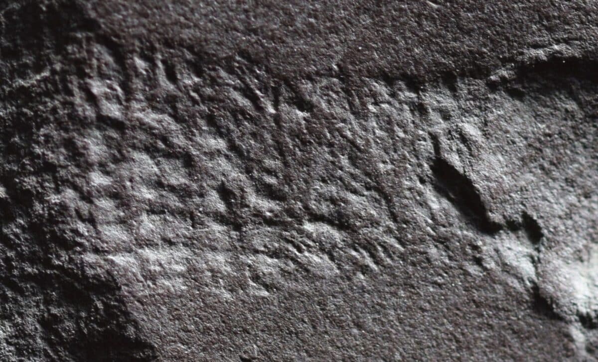 290 Million Year Old Fossil Reveals Earliest Reptile Cloaca And Keratin Scales © Lorenzo Marchetti