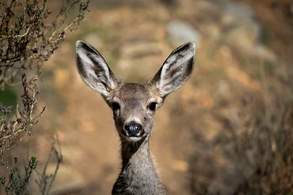 A mule deer fawn with big ears