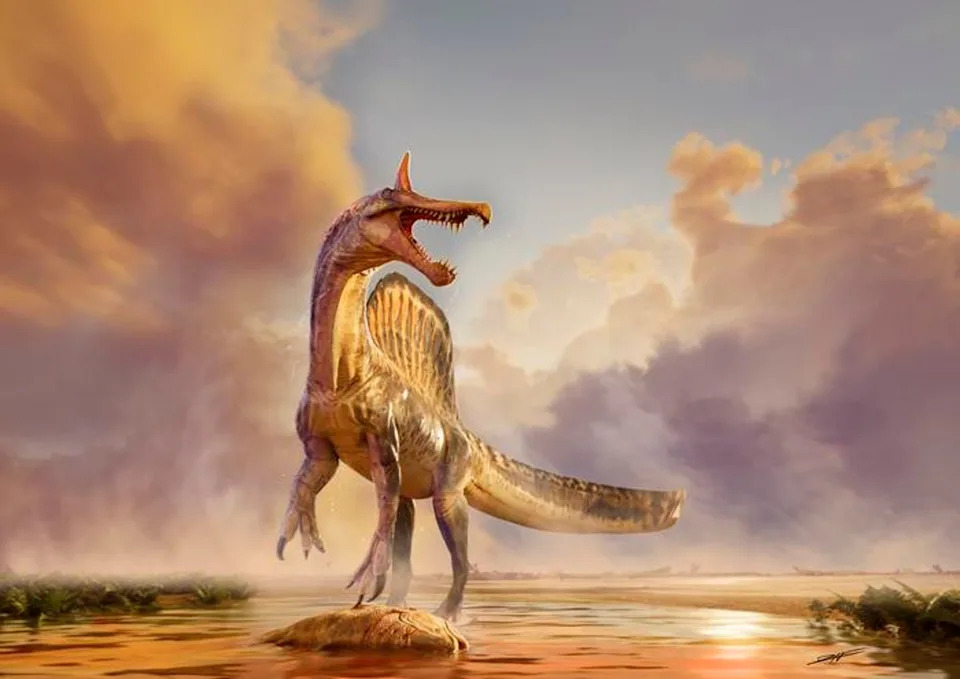 Spinosaurus mirabilis (Artwork by Dani Navarro/University of Chicago)