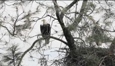 Folsom bald eagles find a new home after storm destroys nest