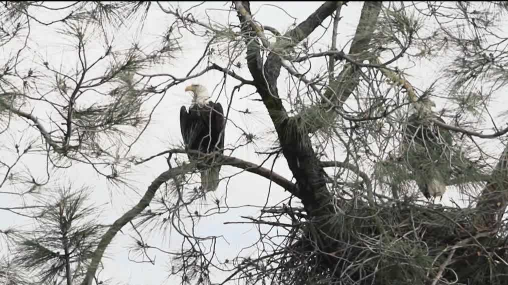 Folsom bald eagles find a new home after storm destroys nest