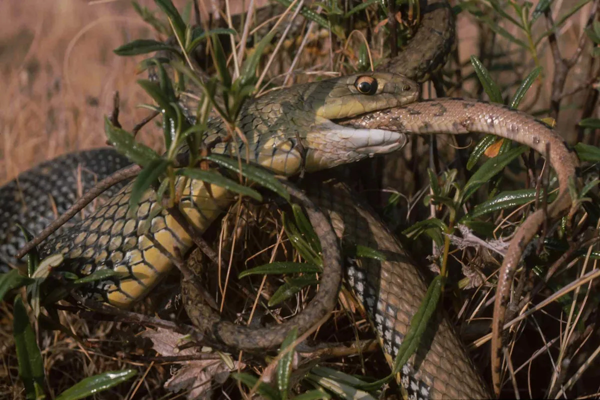 Researchers Reveal Cannibalism Among Snakes Is More Common Than Previously Reported