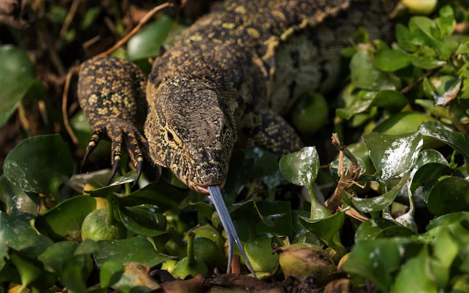 A Nile monitor hides in green foliage.