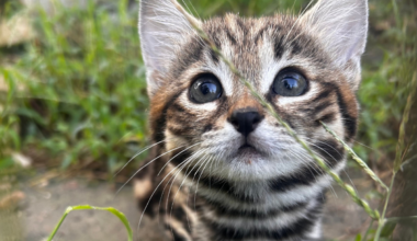 Yahoo lifestyle home