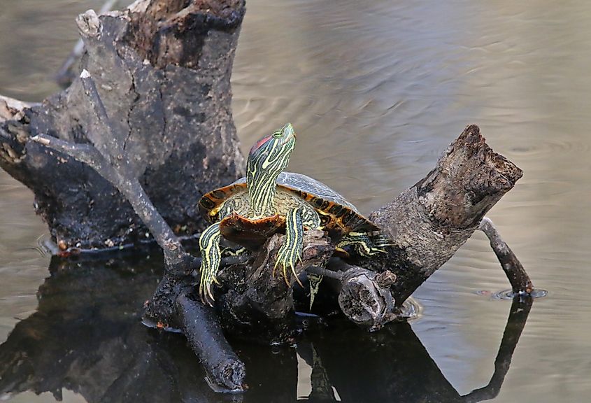 Red-eared slider at Mingo National Wildlife Refuge, Missouri
