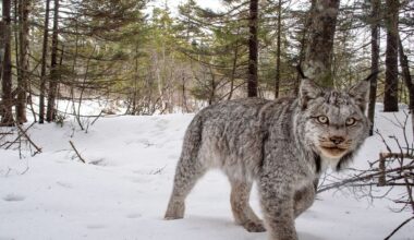Photographer captures stunning image of Maine lynx