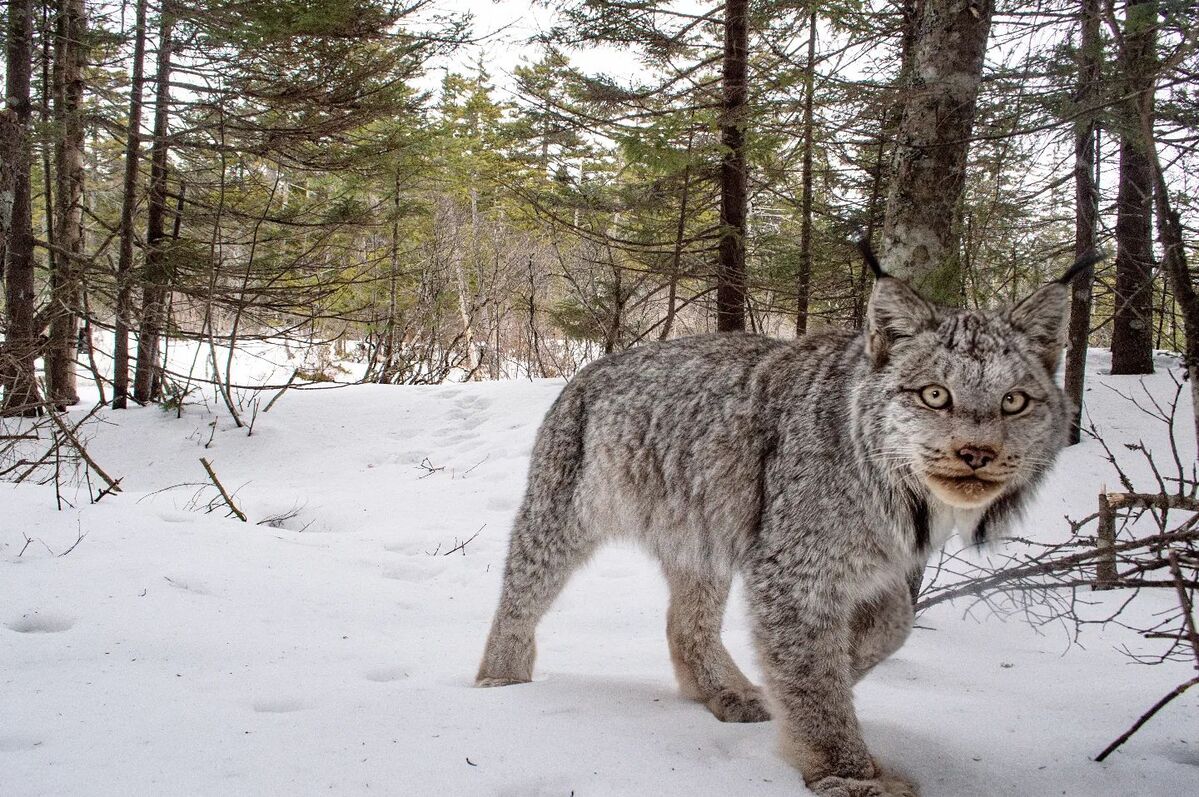 Photographer captures stunning image of Maine lynx