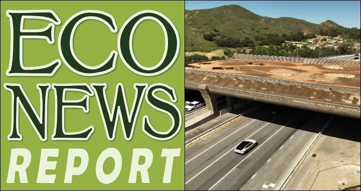 THE ECONEWS REPORT: Wildlife Crossings Help Wildlife and Motorists | Lost Coast Outpost
