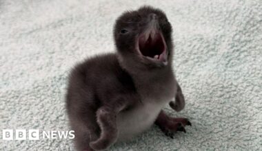 Henry is world's smallest penguin's latest arrival in Weymouth - BBC
