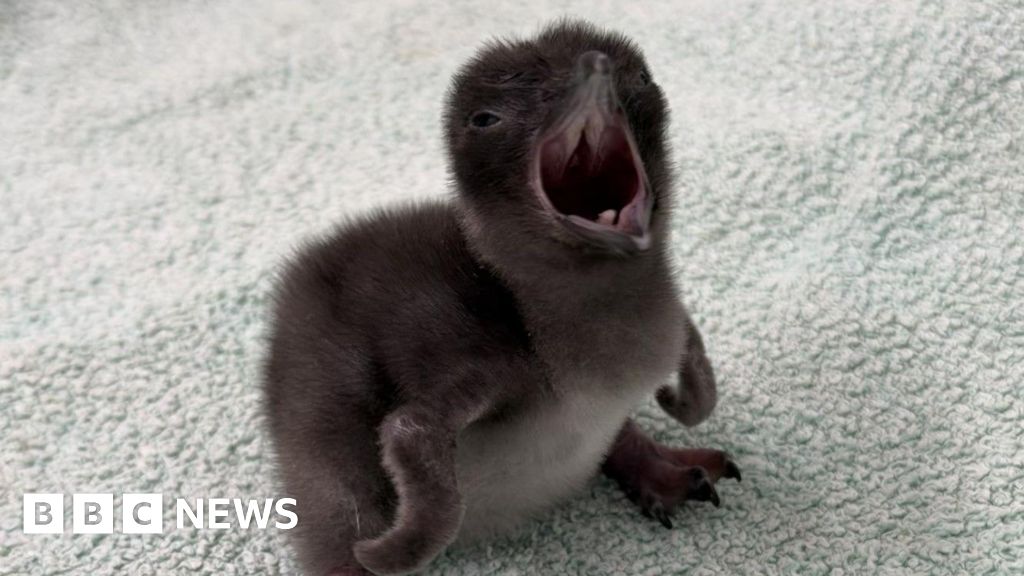 Henry is world's smallest penguin's latest arrival in Weymouth - BBC