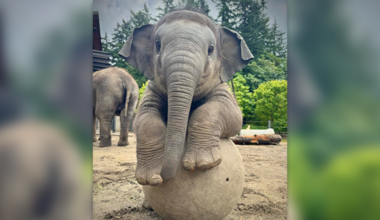 Baby elephant Tula-Tu turns 1 at Oregon Zoo