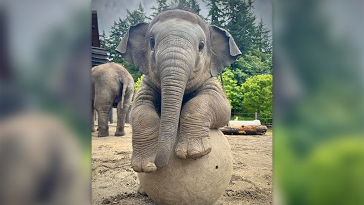 Baby elephant Tula-Tu turns 1 at Oregon Zoo