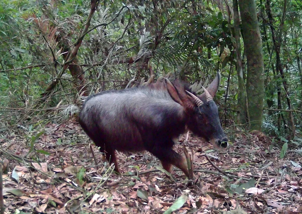 a black-furred animal called a serow with two horns in a forest