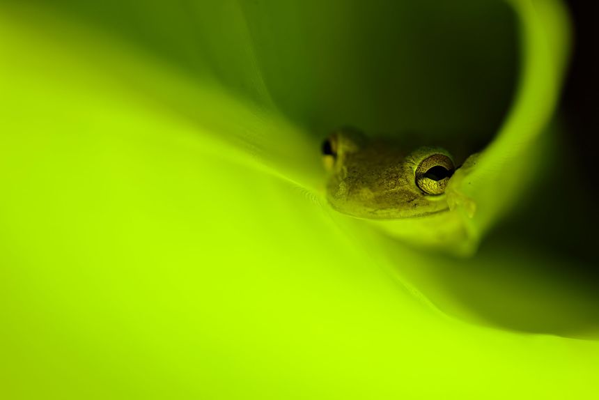 Fourteen-year-old American photographer Jameson Hawkins-Kimmel was awarded third place in the Young category for his image “Emerald Glow,” of a Cuban tree frog in his Florida backyard.