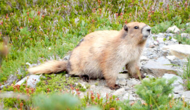 Traffic makes it way through curves just east of Del Guzzi Drive on U.S. Highway 101 at the site of a fish barrier project conducted by the state Department of Transportation. Construction is on hiatus for the winter and is expected to resume in March, WSDOT said. The traffic pattern is expected to be in place until this summer. (Dave Logan/for Peninsula Daily News)