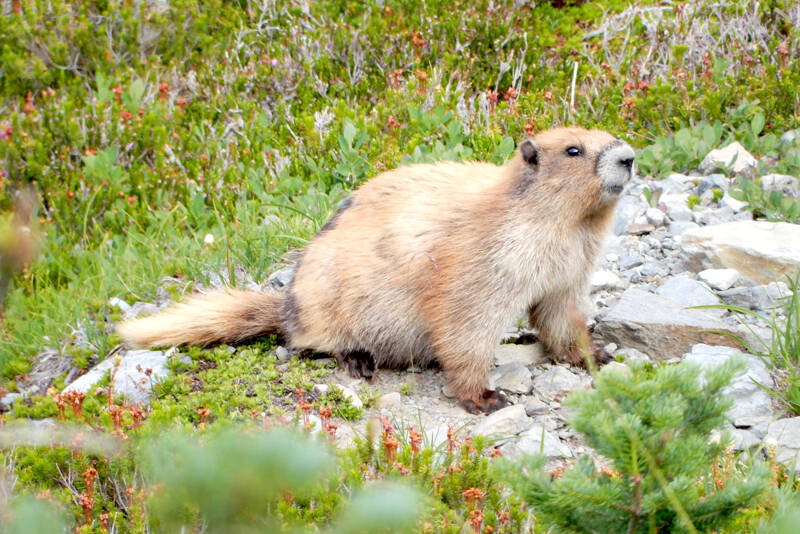 Traffic makes it way through curves just east of Del Guzzi Drive on U.S. Highway 101 at the site of a fish barrier project conducted by the state Department of Transportation. Construction is on hiatus for the winter and is expected to resume in March, WSDOT said. The traffic pattern is expected to be in place until this summer. (Dave Logan/for Peninsula Daily News)