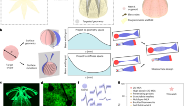Shape-conformal porous frameworks for full coverage of neural organoids and high-resolution electrophysiology