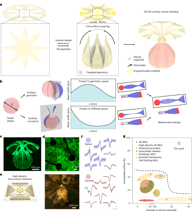 Shape-conformal porous frameworks for full coverage of neural organoids and high-resolution electrophysiology