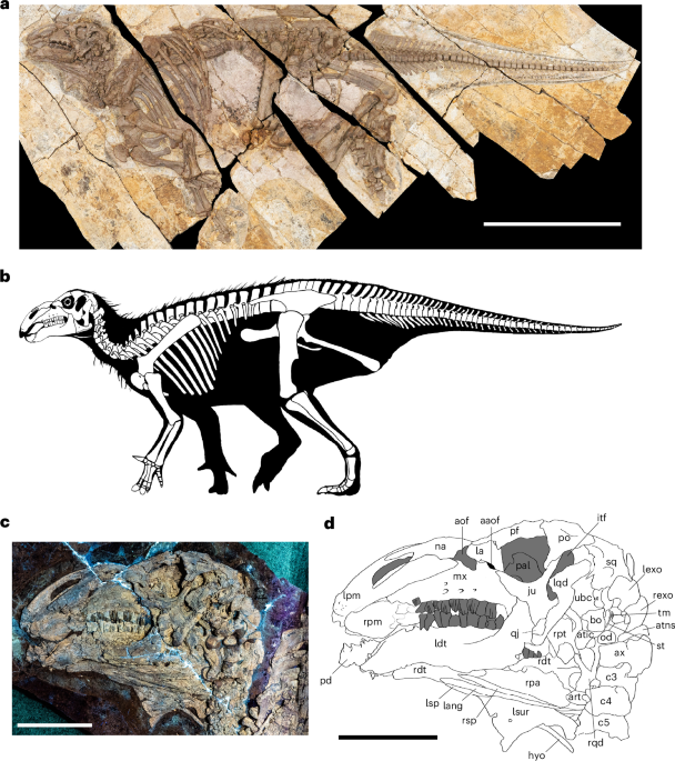 Cellular-level preservation of cutaneous spikes in an Early Cretaceous iguanodontian dinosaur
