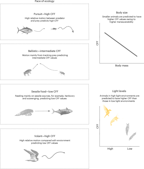 Pace of ecology drives the tempo of visual perception across the animal kingdom