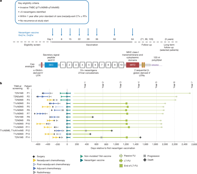 Individualized mRNA vaccines evoke durable T cell immunity in adjuvant TNBC