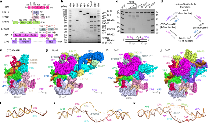 Pre-incision structures reveal principles of DNA nucleotide excision repair