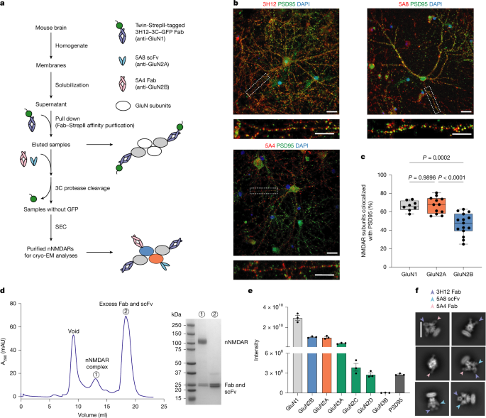 Conformational diversity and fully opening mechanism of native NMDA receptor