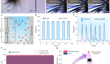 Echinoderm stereom gradient structures enable mechanoelectrical perception