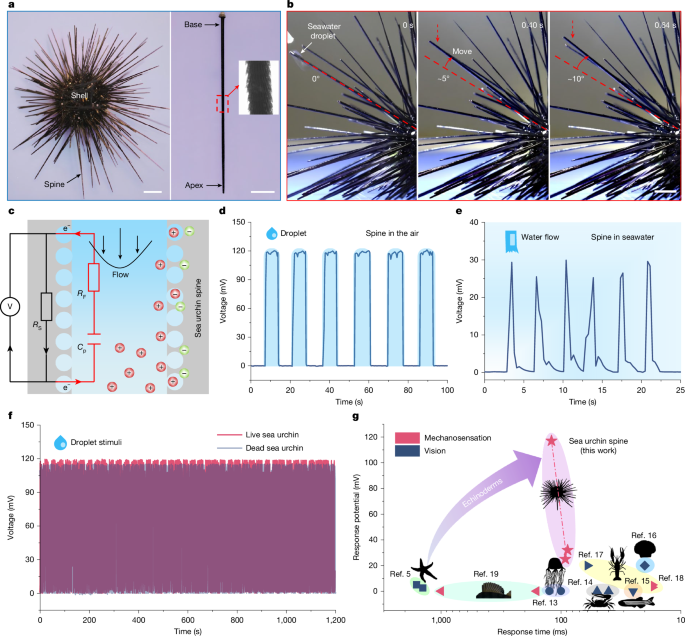 Echinoderm stereom gradient structures enable mechanoelectrical perception