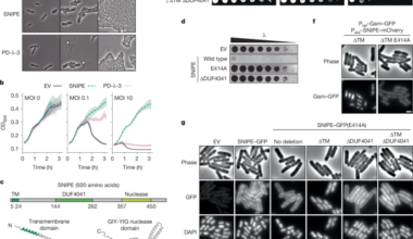 A membrane-bound nuclease directly cleaves phage DNA during genome injection