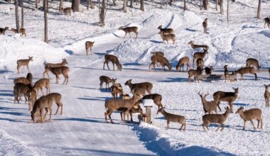 A Brownville family’s deer pantry is a YouTube hit, but wildlife experts aren’t fans