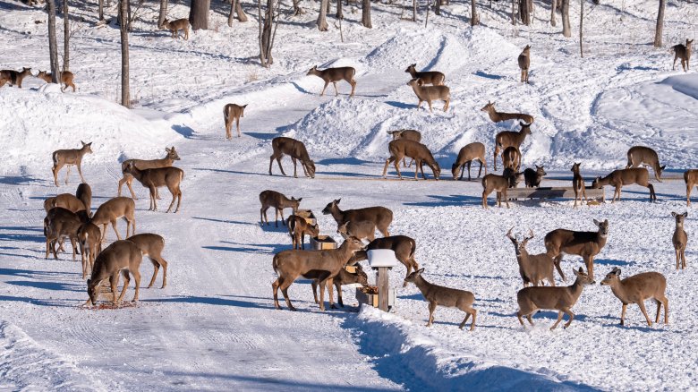 A Brownville family’s deer pantry is a YouTube hit, but wildlife experts aren’t fans