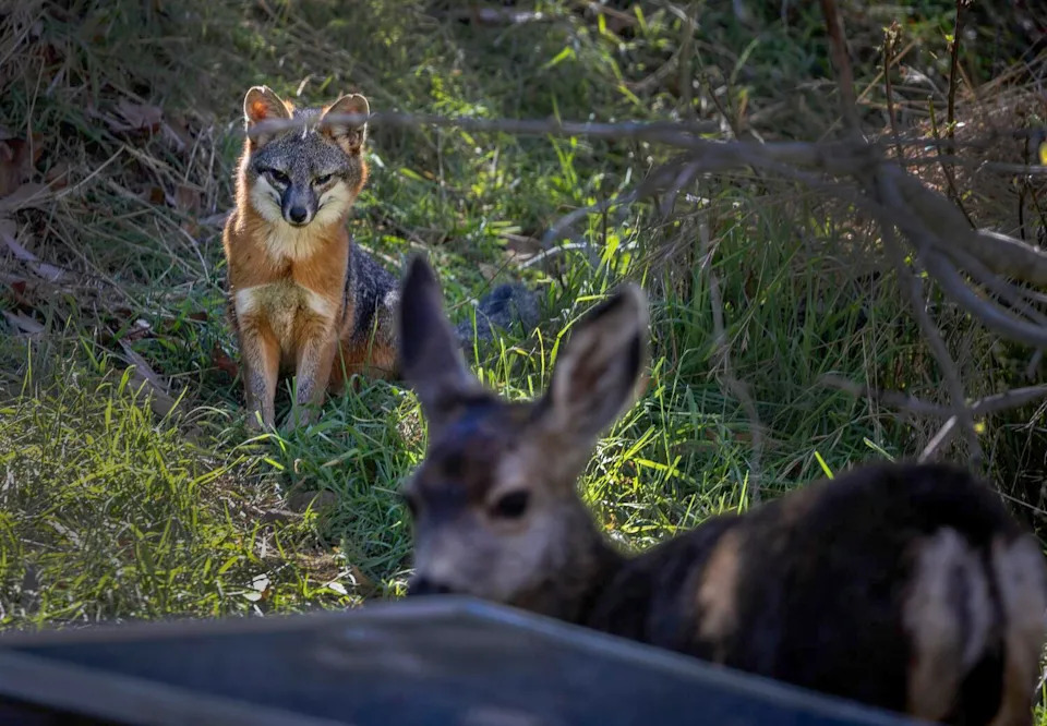 A fox watches a mule deer fawn
