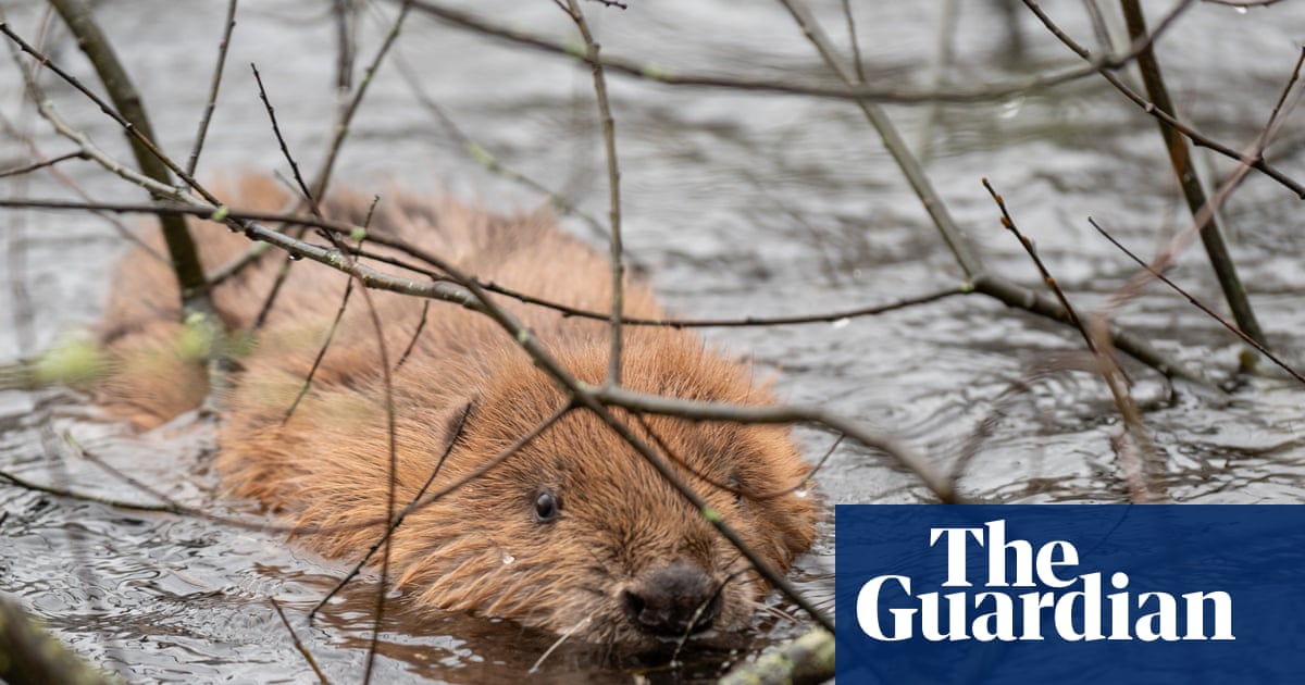 ‘A beaver blind date’: animals given freedom to repopulate Cornish rivers | Wildlife
