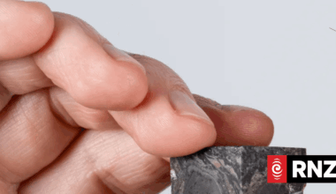 New analysis suggests puzzling fossil may have been an unknown lifeform