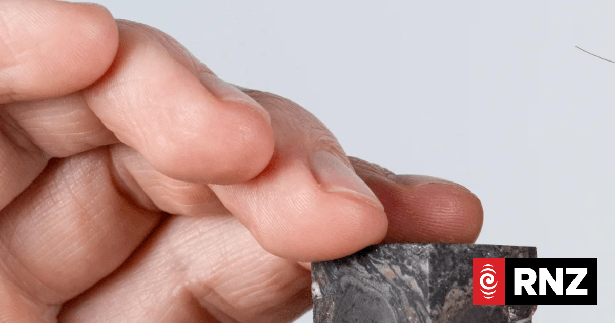 New analysis suggests puzzling fossil may have been an unknown lifeform