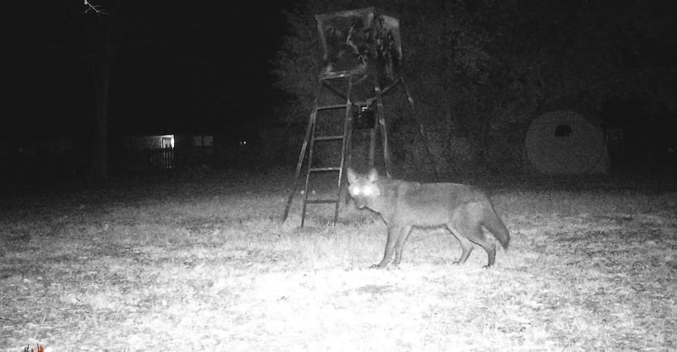 Increased coyote sightings in Longview lead to growing caution for public safety