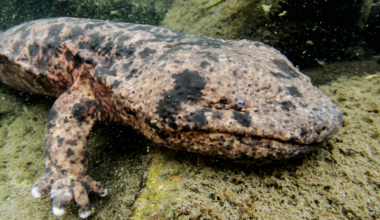 The Monstrous Appetite of Japanese Giant Salamanders