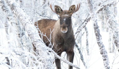 Yahoo lifestyle home