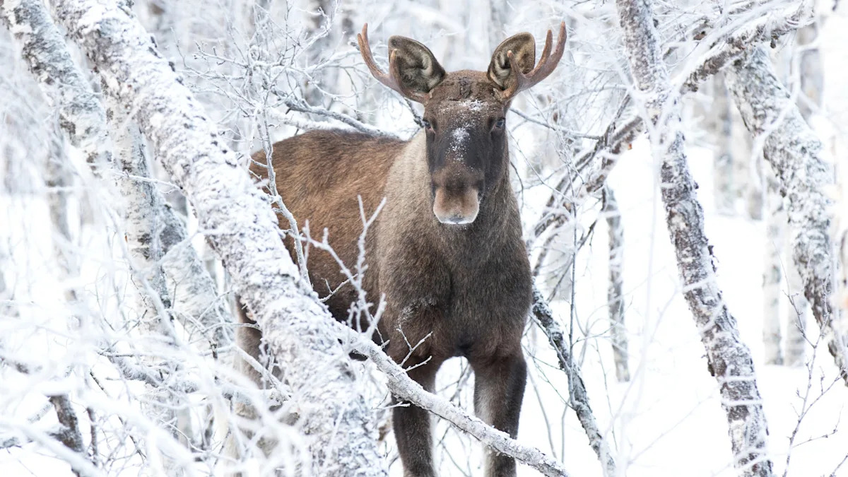 Yahoo lifestyle home