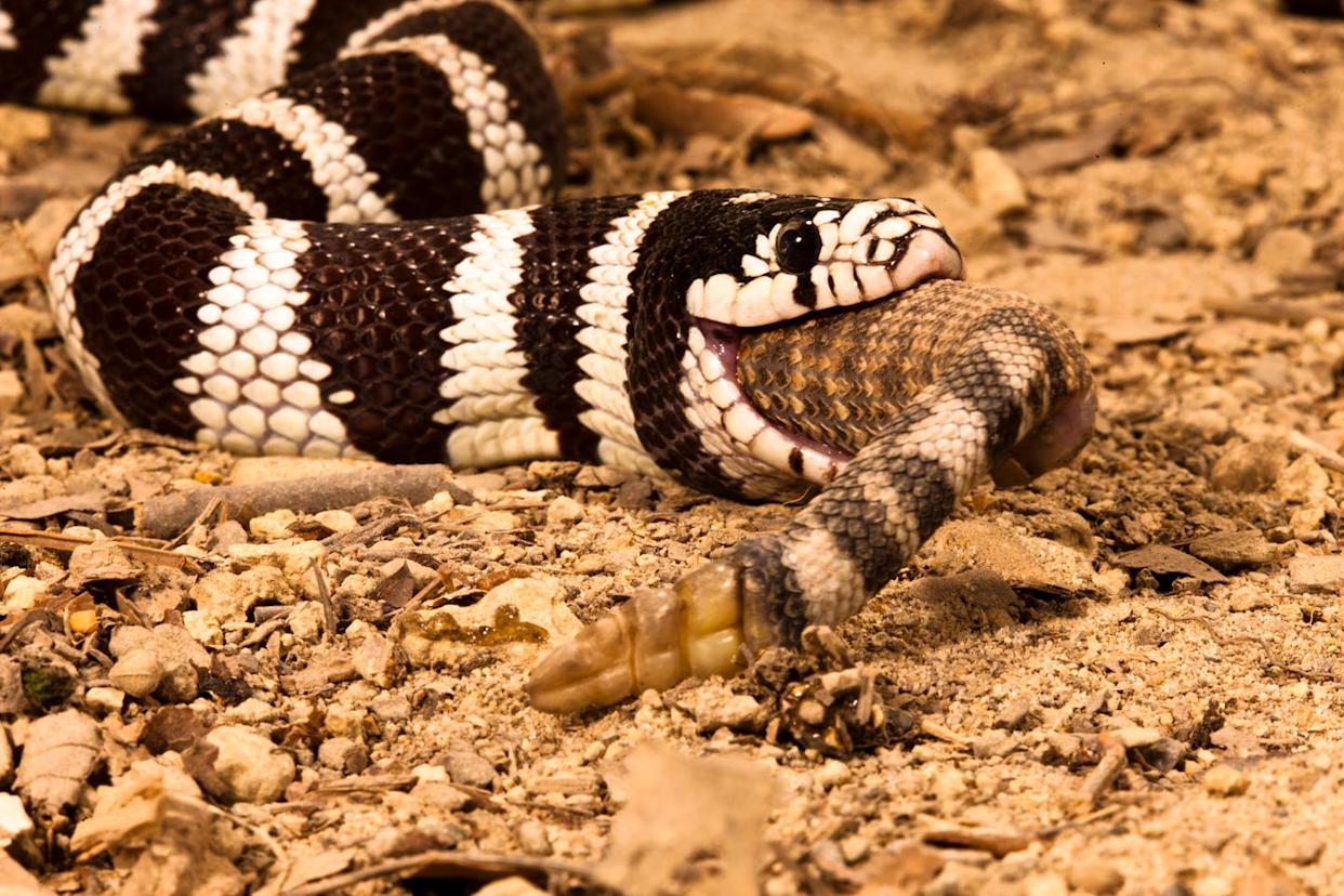 california kingsnake, lampropeltis getula californiae, eating a rattlesnake. controlled situation
