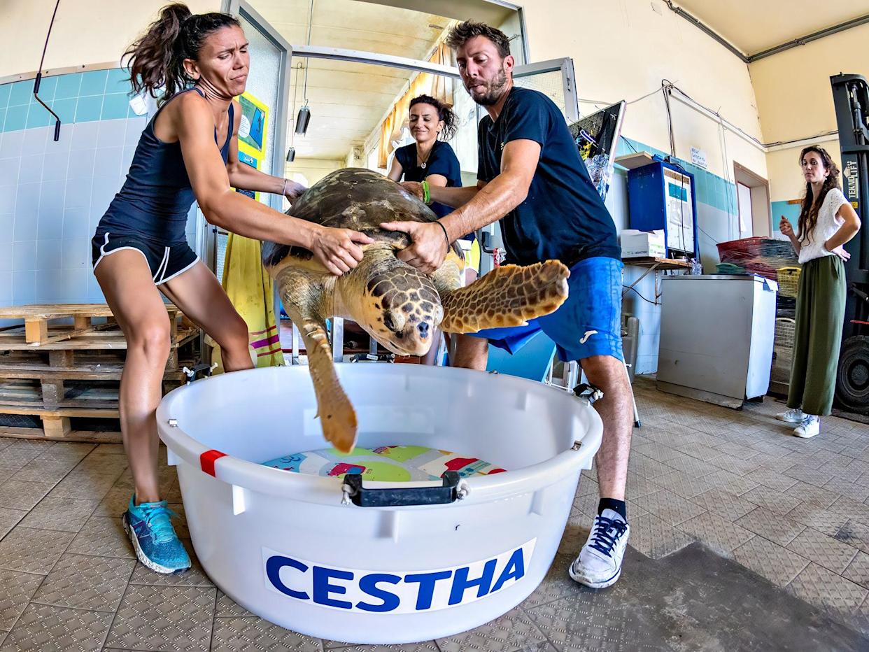 A large adult female turtle being transferred from a therapy tank into a transport tub by three rehabilitation workers as another looks on