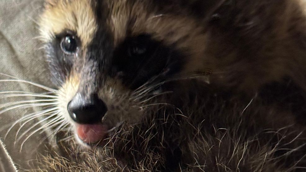 Distemper is a highly contagious and often fatal viral disease. (Bessie Hollar)