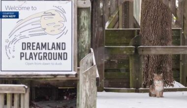 Officials say bobcat seen in Conrad poses little risk